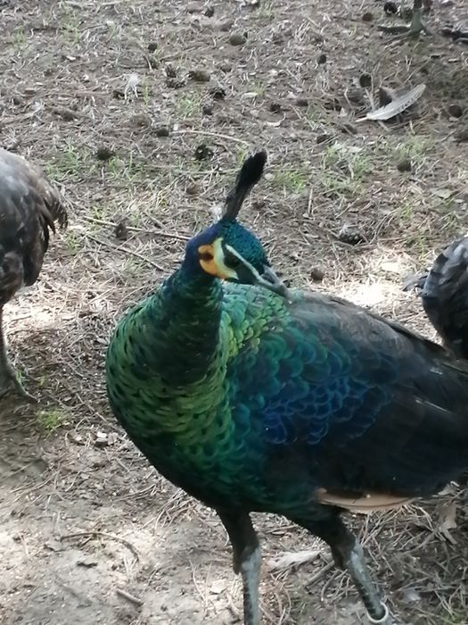 Pawie 2024 szmaragdowe