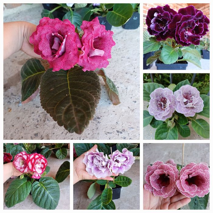 Насіння глоксиній