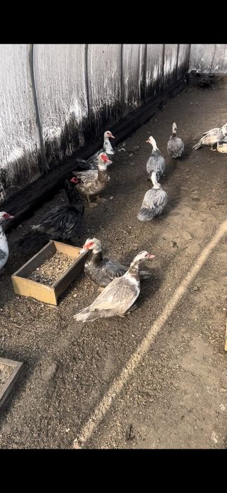 Инкубационное яйцо голубой мускусной утки