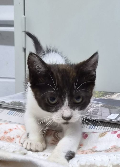 Gato bebé adoção responsável