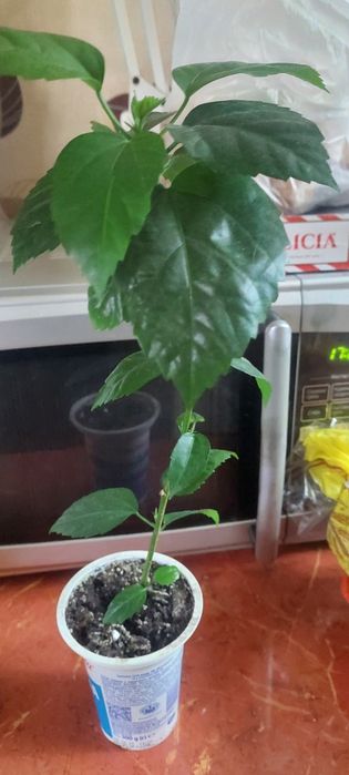 Гибискус ,эухариус ,Амаралис красный