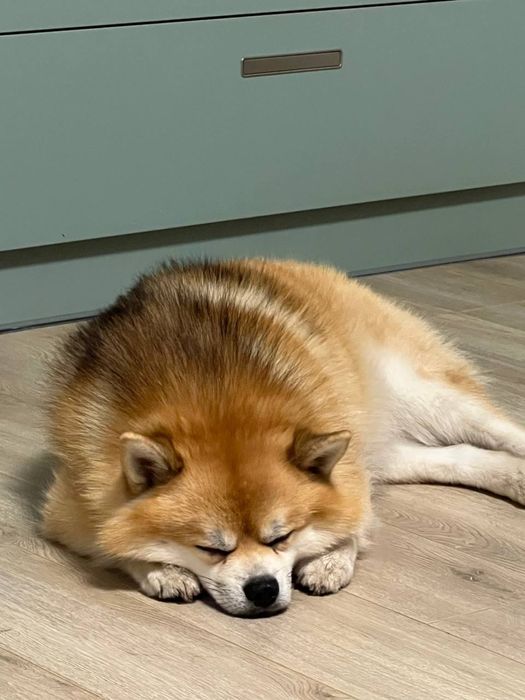 Вязка Помски ( Померанский шпиц / Хаски )