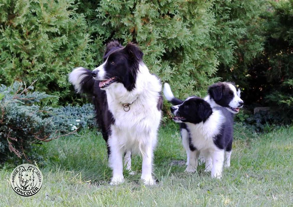Border Collie Coli - piesek standard czarno-biały. Rodowód, przebadani rodzice.