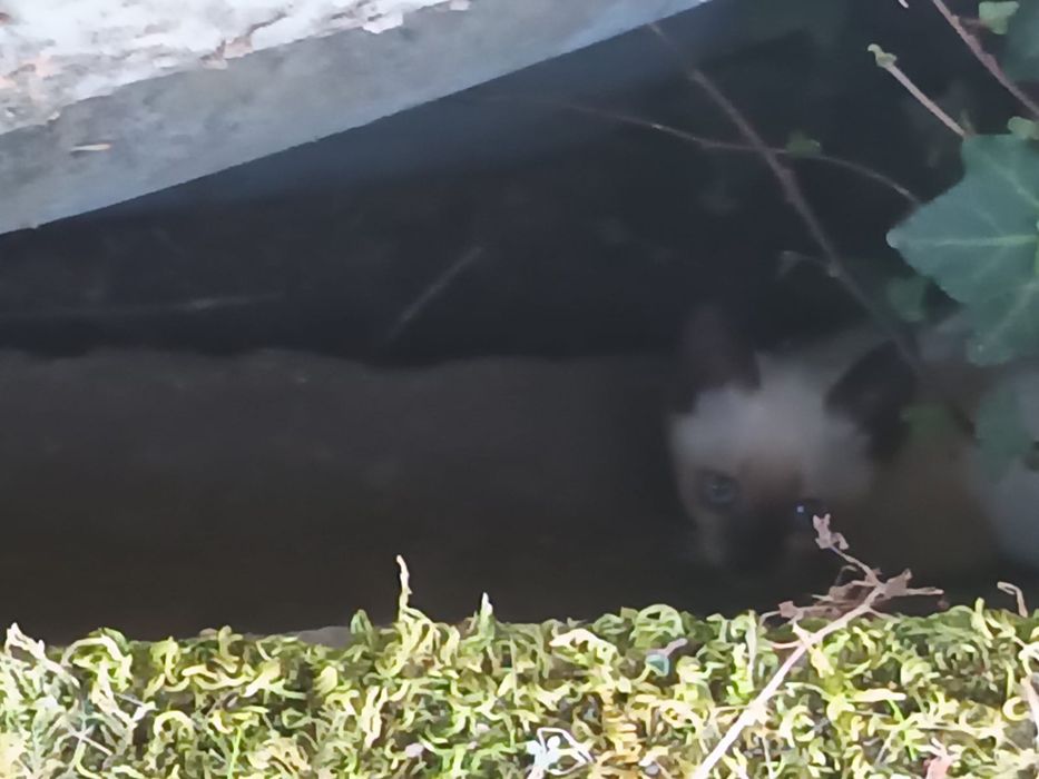 Gatinhos bebés para adoção