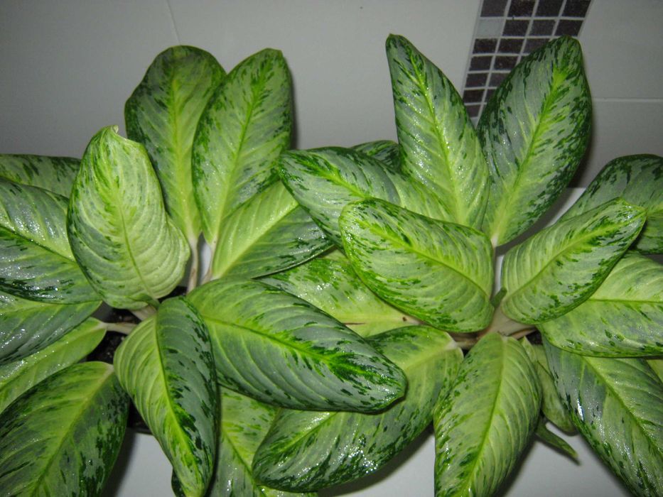 аглаонема артик лайм есть детки комнатные декоративно лиственные цветы
