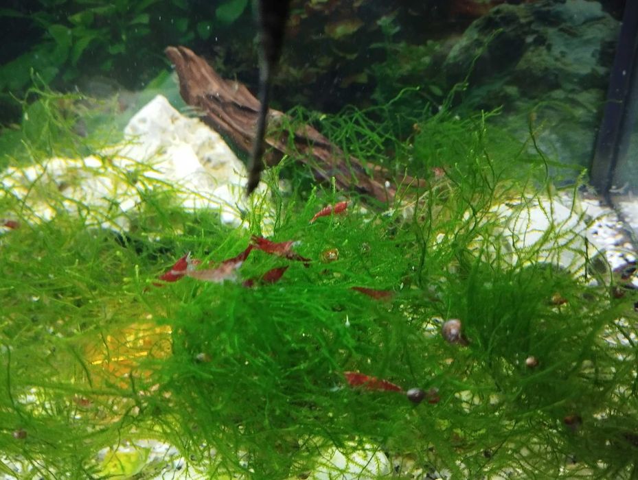 Camarões Red Cherry