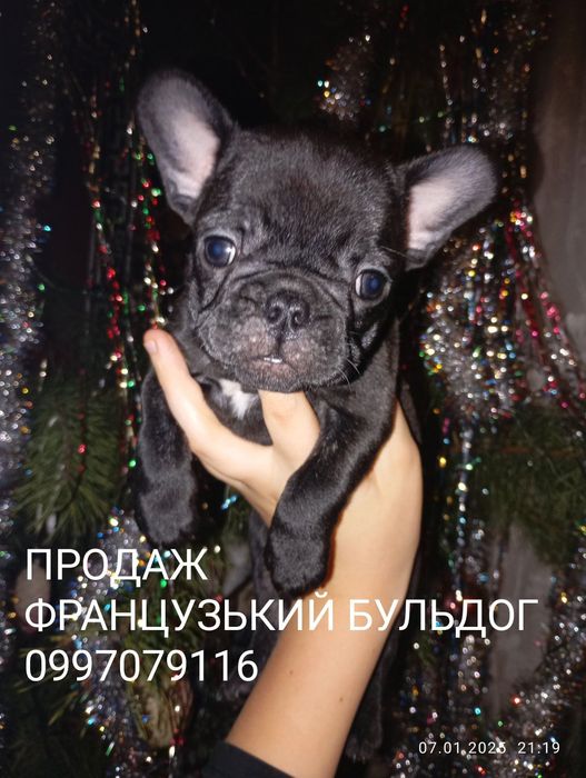 Французький бульдог