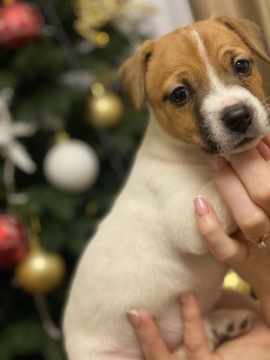 Джек-рассел терєр цуценята,  активні здорові