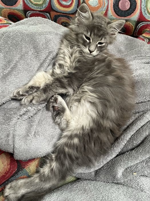 Kotka Maine Coon