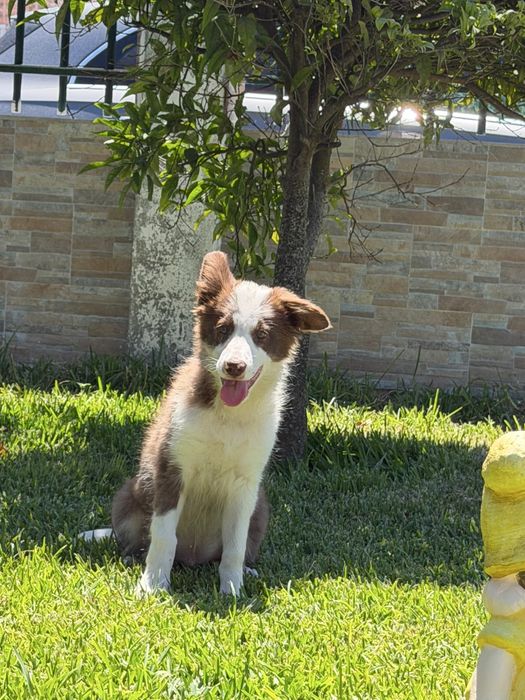 Excelente menino border collie macho