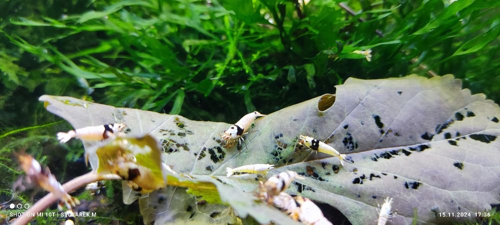 Krewetki Crystal Black+ gratis