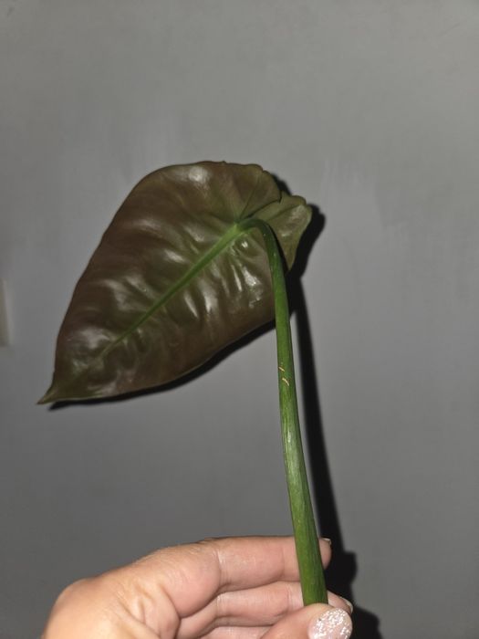 Filodendron sp. 'Napo'/ Napo Glaucous)