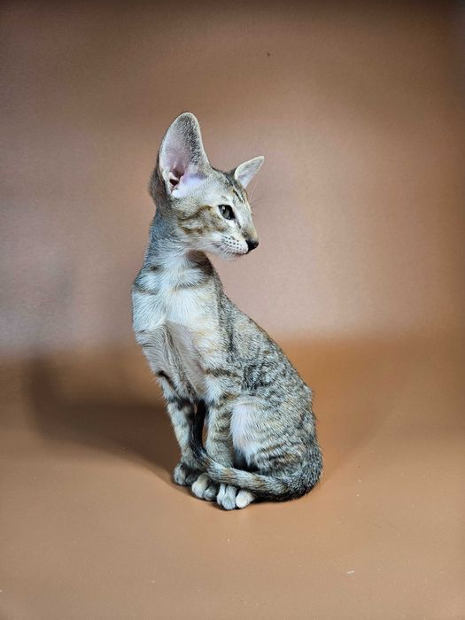 Ориентальный котенок девочка Nevada