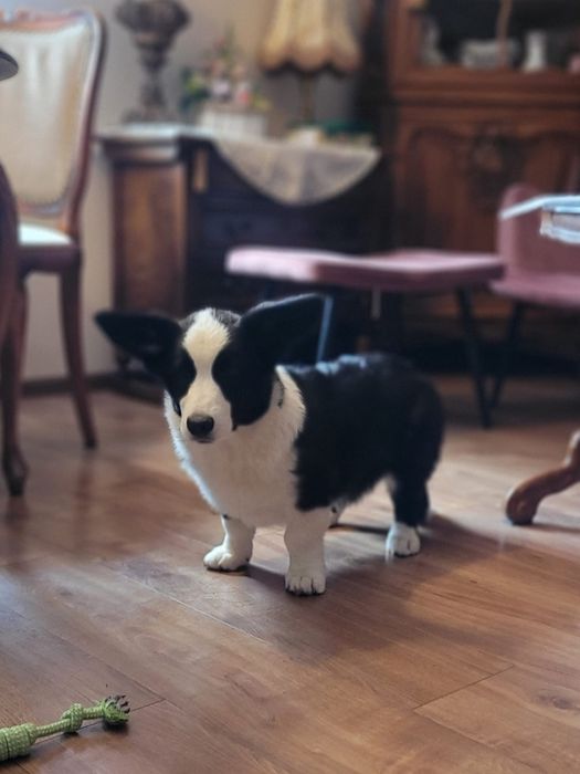Welsh Corgi Cardigan FCI