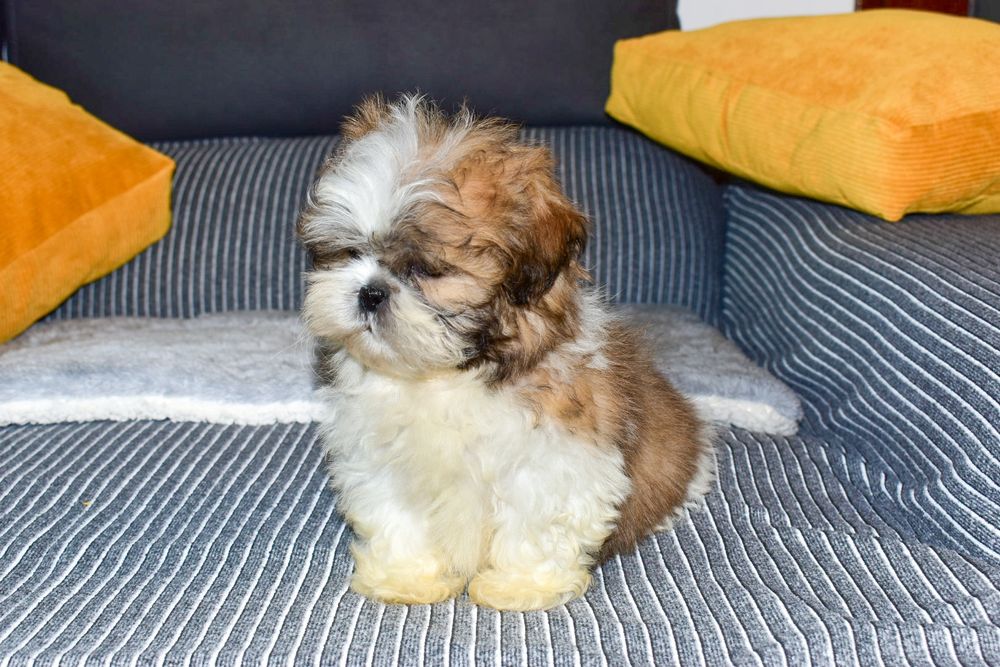 Shih-tzu Bicolor Macho