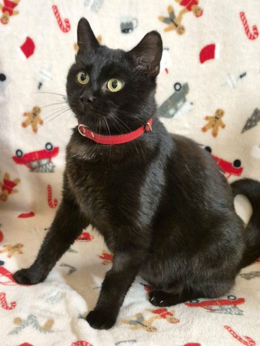 Roczna czarna Coco i półroczna króweczka