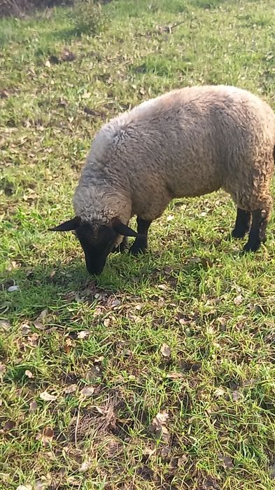 Borrega sulfolk femea