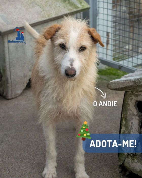 Andie cao de porte medio - grande