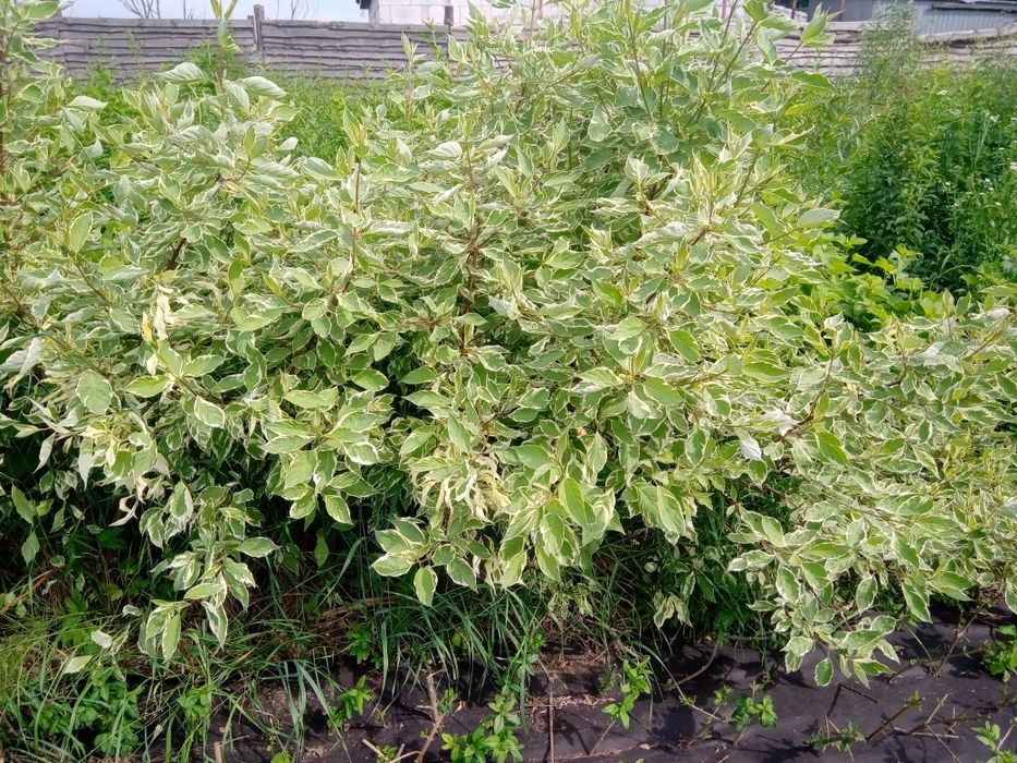 Дерен белый живая изгородь