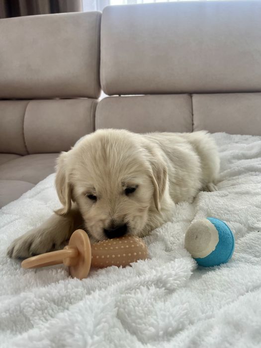 Szczenię SUCZKA Golden Retriever GOTOWA DO ODBIORU