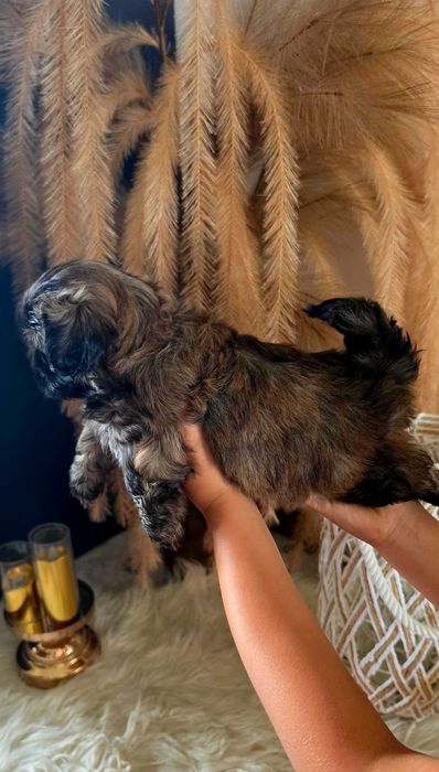 Shih Tzu  ARIA Gen Blue