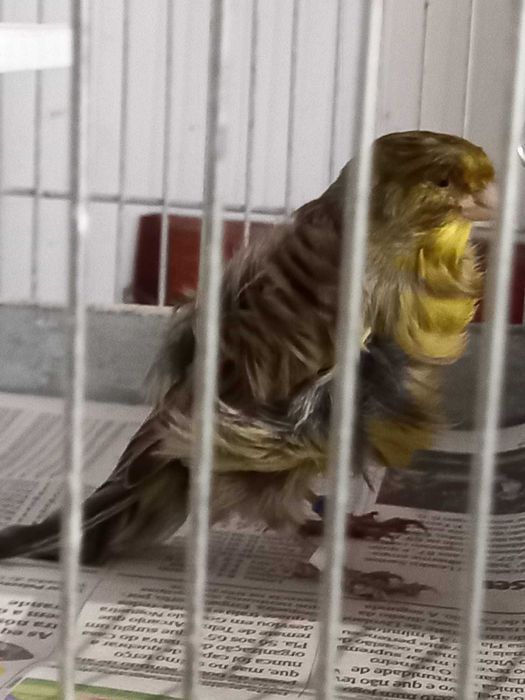 Canarios Frisados Parisienses