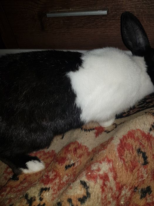 Ogłoszenie prywatne