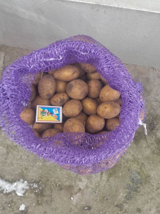 Картопля насінева КОНЕКТ