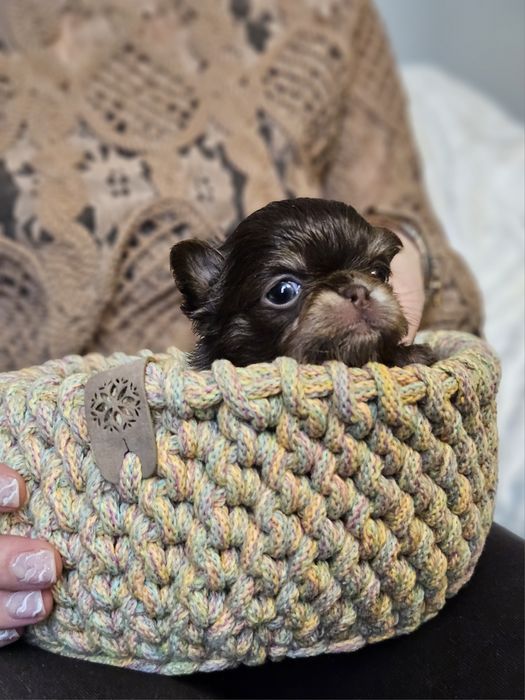 Chihuahua prześliczny chłopiec