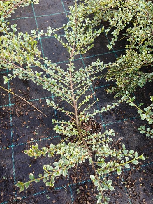 Irga purpurowa w doniczce, Variegatus