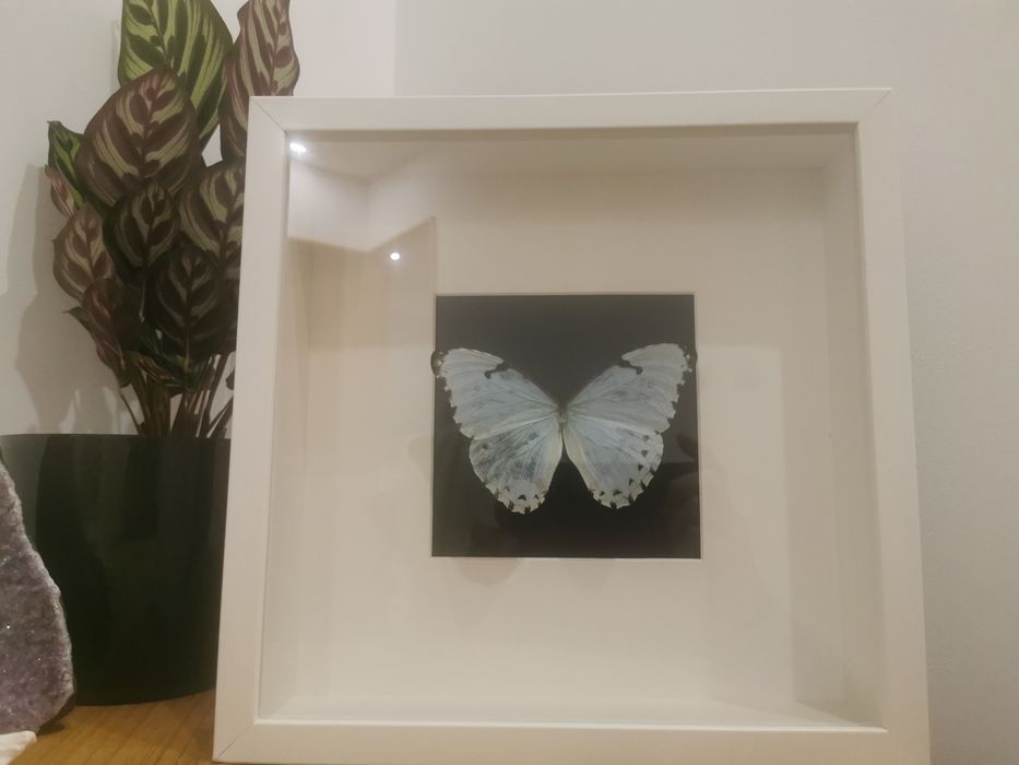 Borboleta real Catenaria White