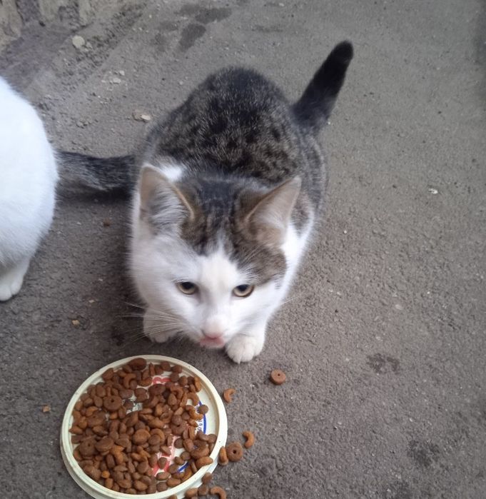 Котенята чекають на родини