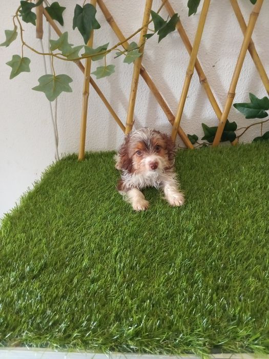 Lindo macho yorkshire Biewe mini