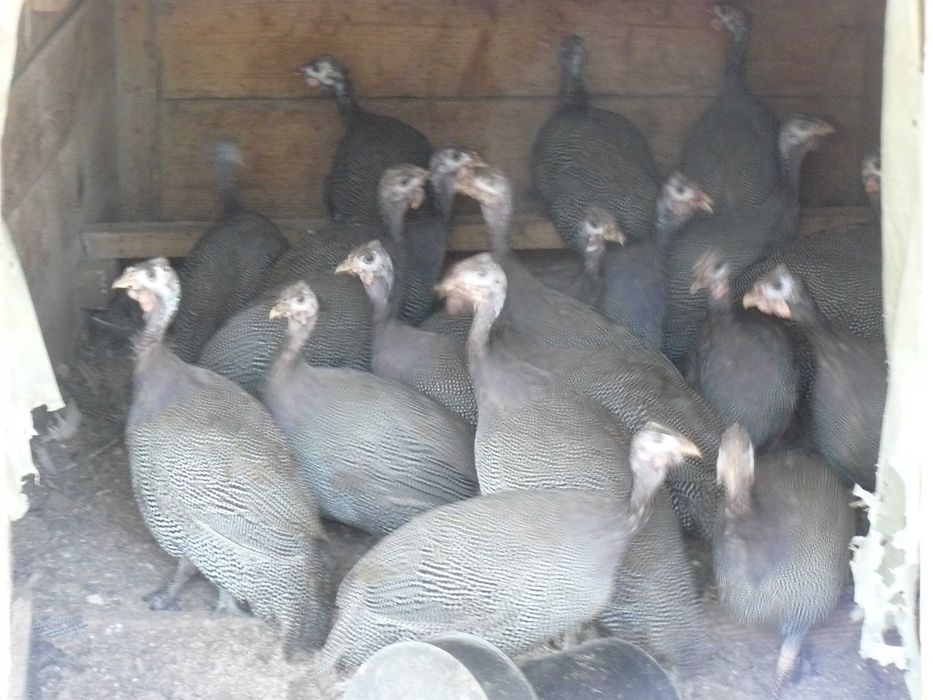 Kury nioski ,Gęsi , perliczki brojlerowe ,kaczki   Pekin .
