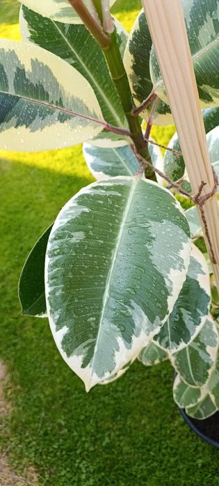 Фікус Тінеке (Ficus Tineke)