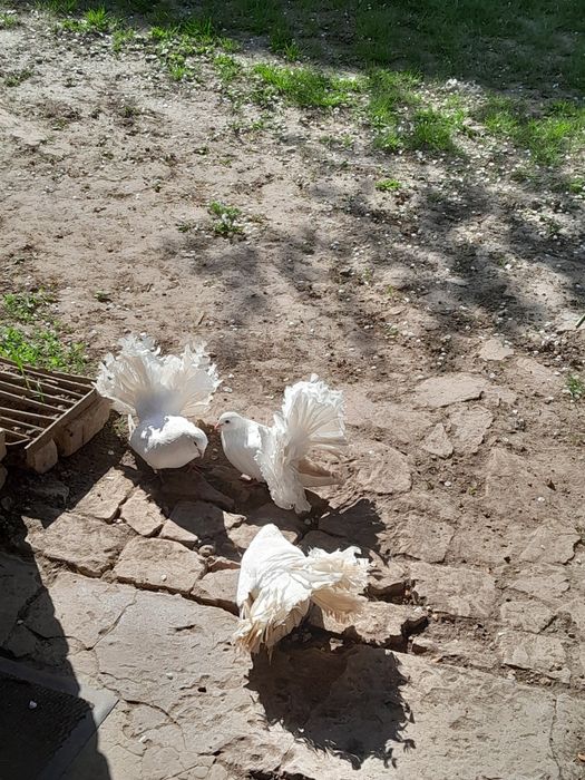Продам або обміняю