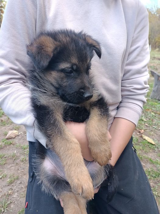 Цуценята німецької вівчарки