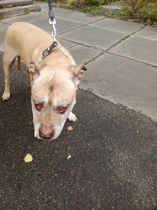 Пес,відам,подарую