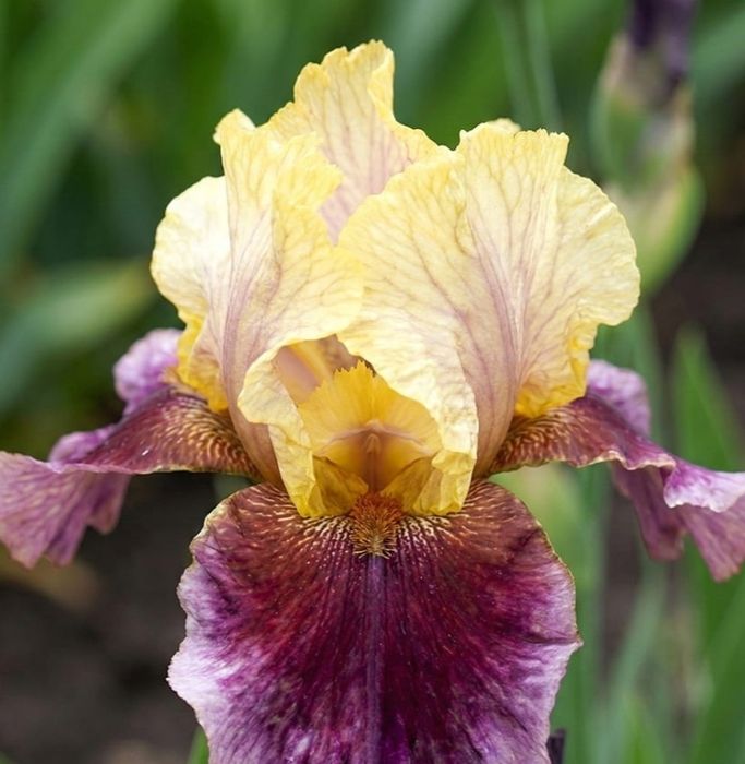 Іріси високорослі та карлікові