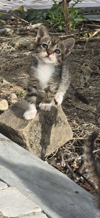 Gatos bebes para adopção