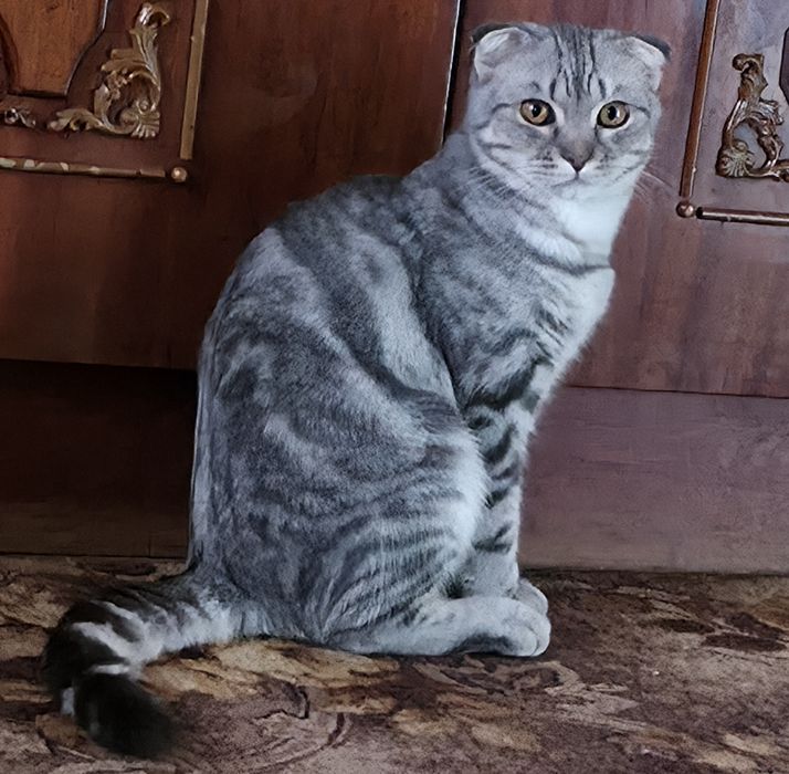 Суперовий Шотландський котик