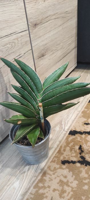 Sanseveria samurai XXL