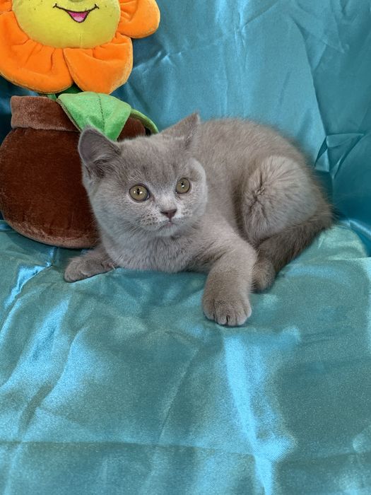 Хлопчики в плюшевих шубках !