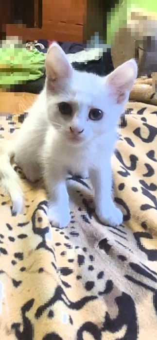 Котик в турботливі руки.