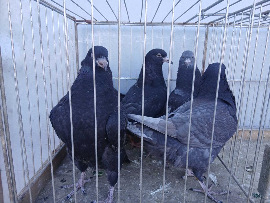 Młode gołębie kingi gołąb king