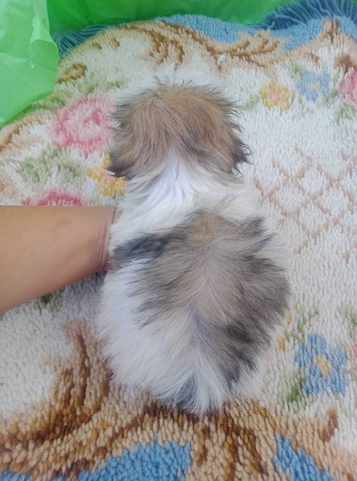 Shih-tzu macho com LOP