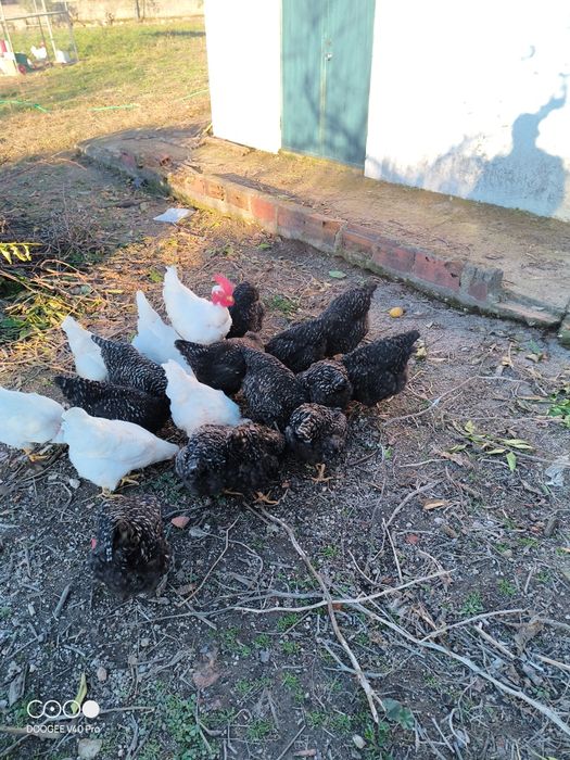 Frangas pedrês portuguesa a pôr com sete meses