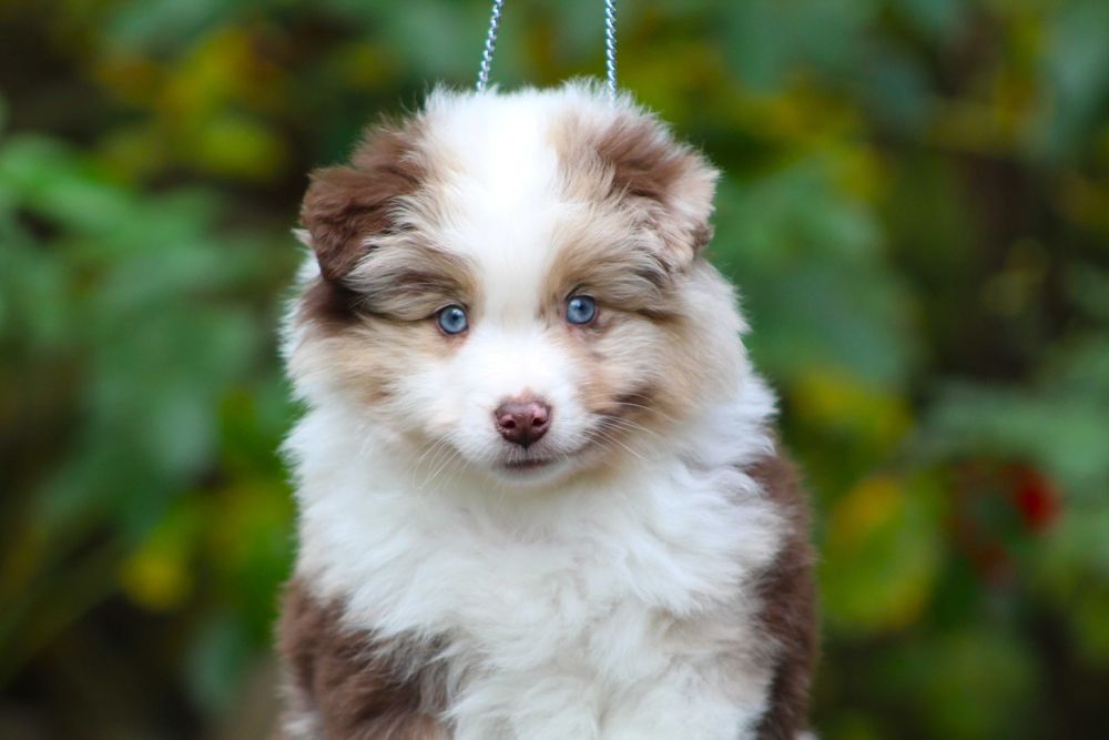 Miniaturowy Owczarek Amerykański MAS Chłopiec red merle