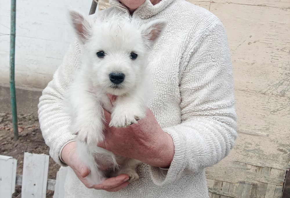 Цуценята Вест хайленд уайт терьер