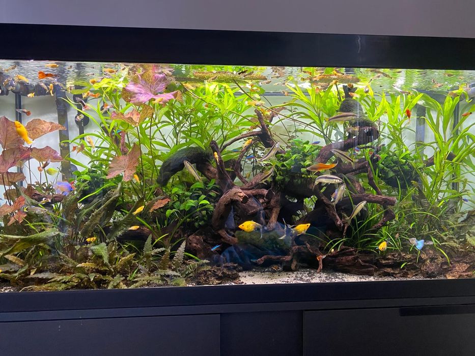 Akwarium Eheim 240 Jbl